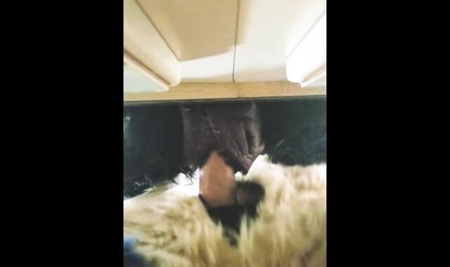 Sucario Pumps Dukes Muzzle Utter of Red-Hot Jizm