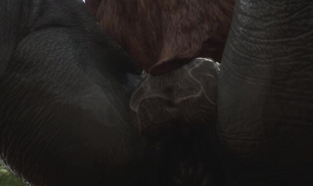 Minotaur Cums A PLENTY OF From Being Ripped Up by Rhino (Gulhragg) | Insatiable Life Fur Covered