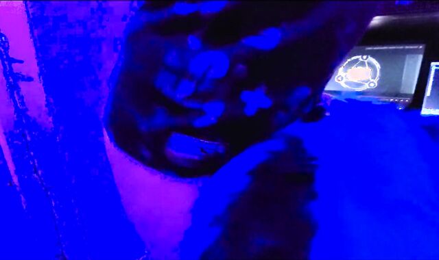 J the yeen rails Sucario the husky all over the guest bedroom