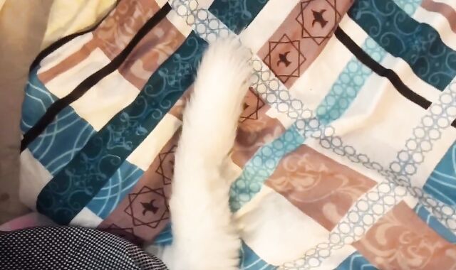 Deepthroat-Job from a nice neko femboy and cum