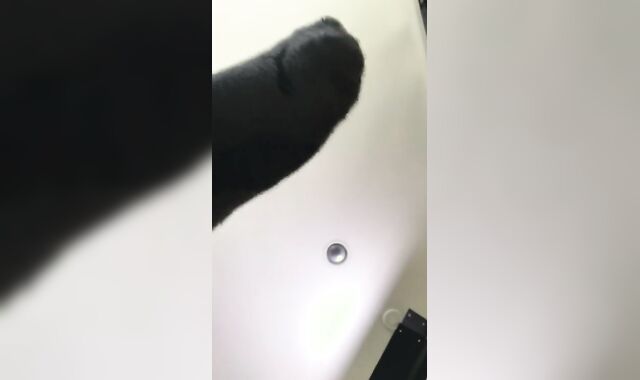 Wet mutt - www.onlyfans.com/trentonducati