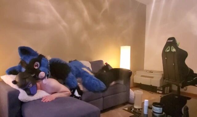 Sucario breed a superb puppy