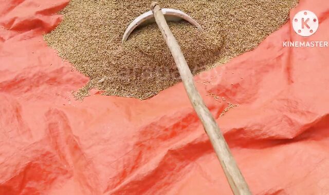 Inamoy ko Yung tamod ko,ang bango amoy chocolate,nagjakol sa kapatagan.