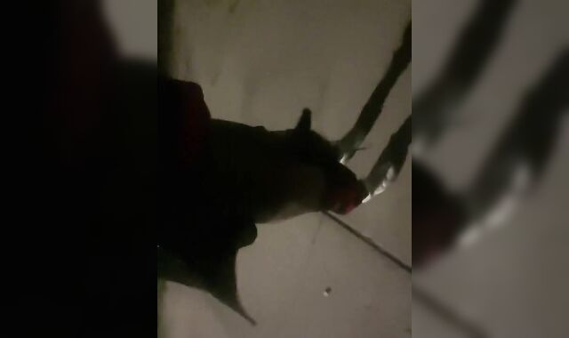 Late night ramble with the