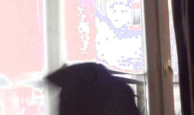 Stellar Risky Morning Bang-Out in front of Neighbours - Enormous Pecker Plan