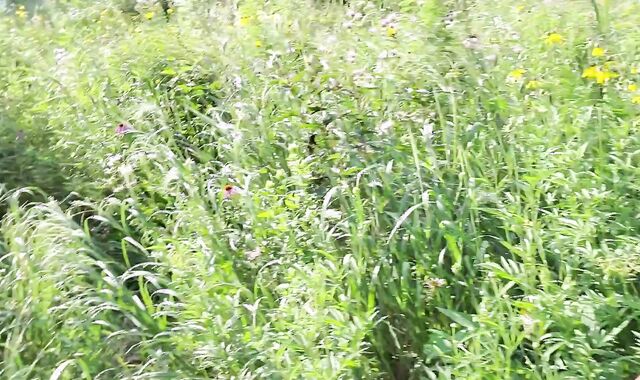 KennieJai walks around naked outside and gets caught