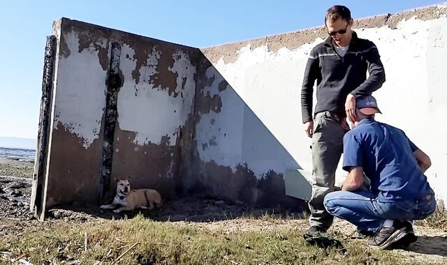 cruising silver daddy meets fellow on the beach outdoor blowjob