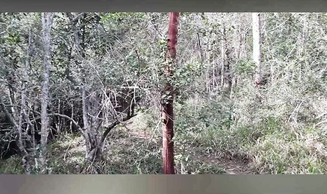 A Walk iin the Forest