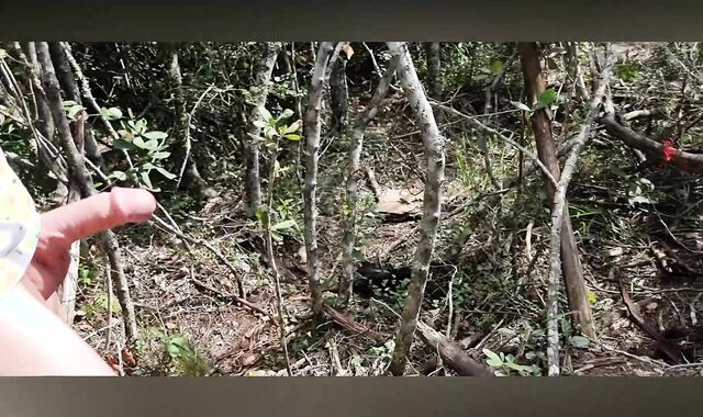 A Walk iin the Forest