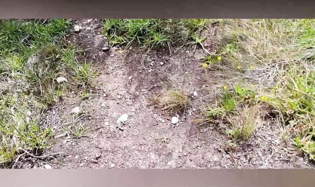 A Walk iin the Forest