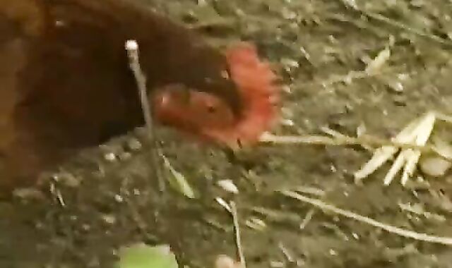 Bouchon Rabbit Tw-nks