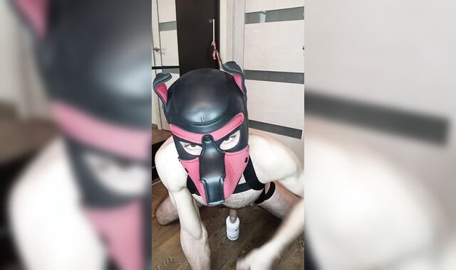 dog have joy with dicktoy