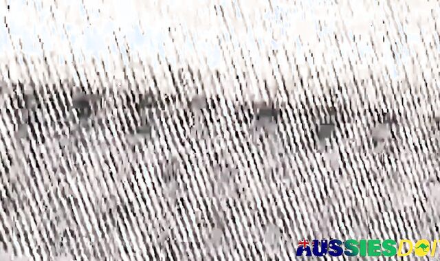 Wild Australian Twink Xavier Boinked Behind By Man Danny