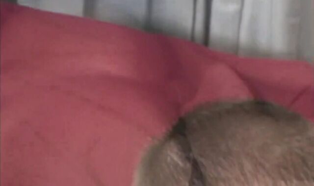 Amateur dude gets introduced to bisexous-racial gay plumb-a-thon