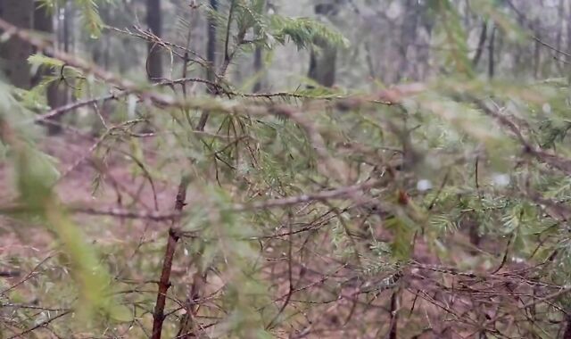 Forest running led to climax????????????????