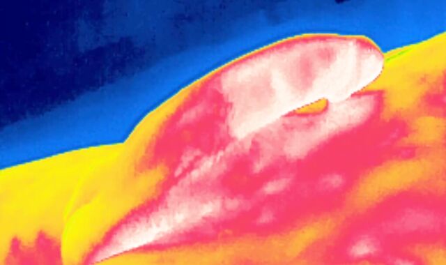 Thermal edging session, 4 back-to-back ejaculations