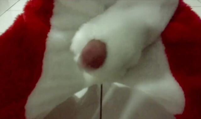 Fur Covered fox plays and jizz