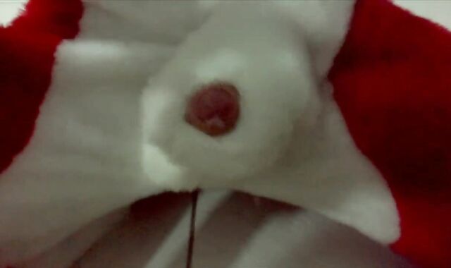 Fur Covered fox plays and jizz