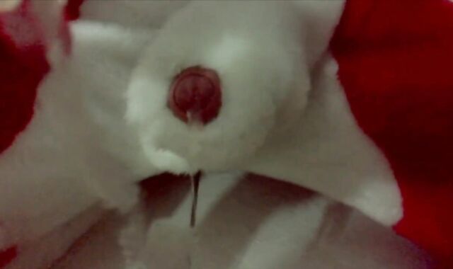 Fur Covered fox plays and jizz