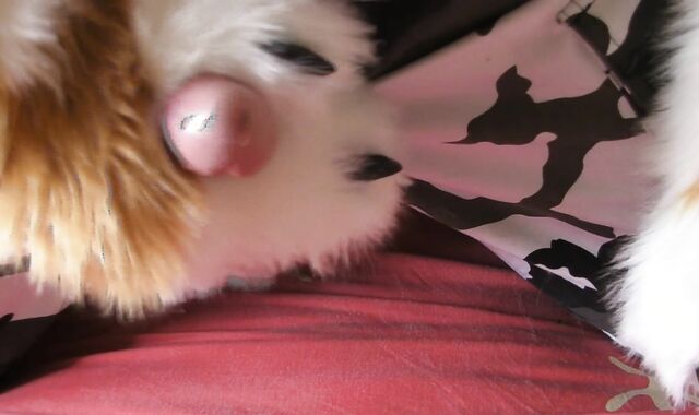 Highly Very First time kneading in my new Repo fursuit