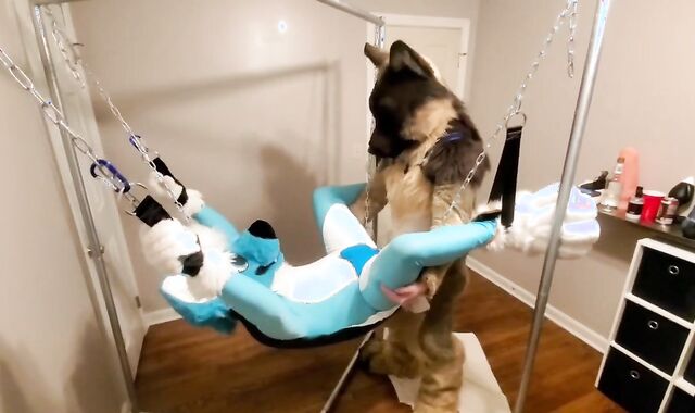 Getting knotfucked in the sling by a strung up shep