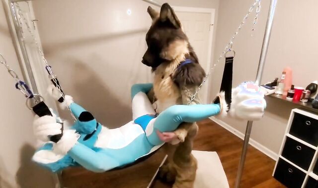 Getting knotfucked in the sling by a strung up shep
