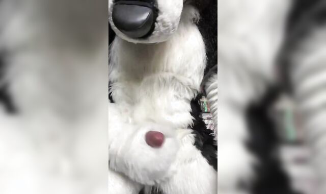 Eclipse Husky Jack Off and Spunk Shot