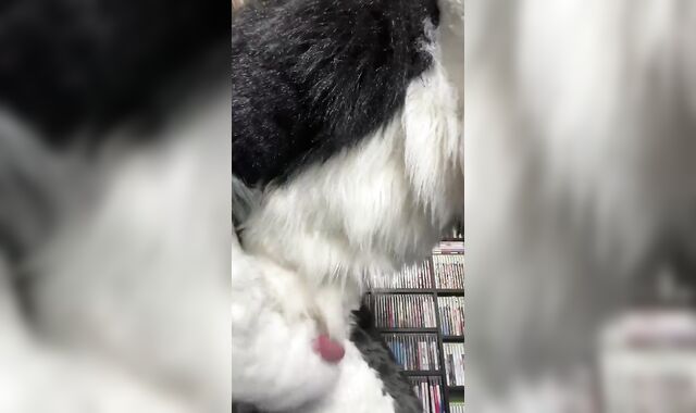 Eclipse Husky Jack Off and Spunk Shot