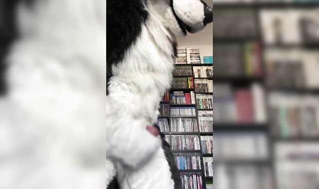 Eclipse Husky Jack Off and Spunk Shot