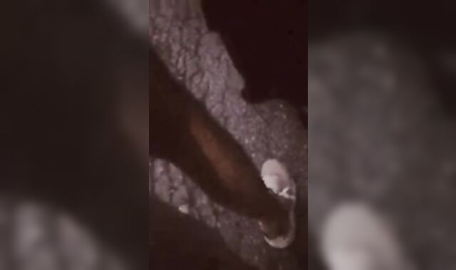 Taking straight trucker wet trouser snake and geyser on the side of the road