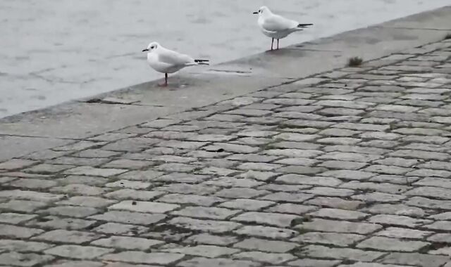 Triple sheer delectation