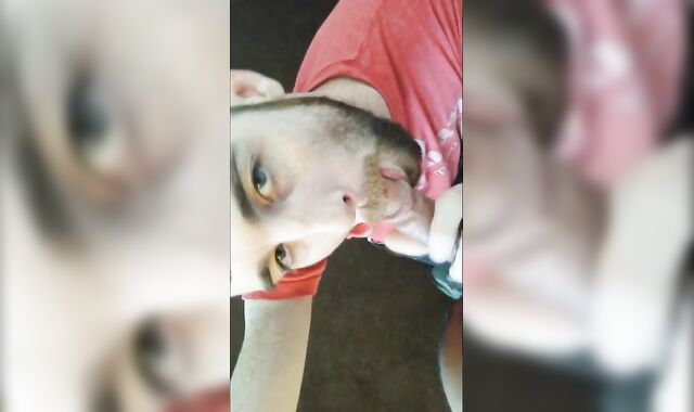 homosexual Grizzlies Cub hirsute Bearded teenies Compilation Vol 7