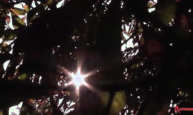 Dolan Teddy And Kayden Gray (WM P1)