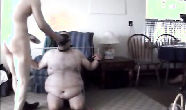 Fat Chub Bear collared and leashed in Toronto