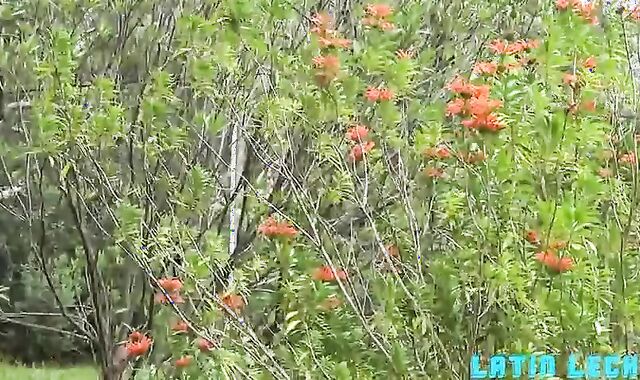 two Latinos striking naked Outdoor