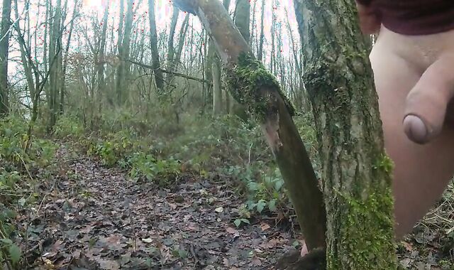 woods, bos, wald 3