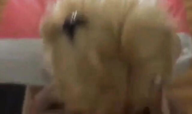 Some nice CD cock sucking. 2