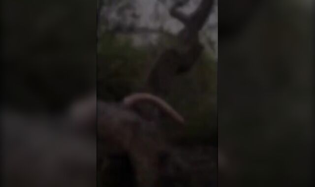 Outdoor Anal Fun with Sex Toys for Amateur Bear Couple