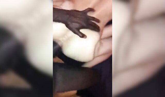 Black Bareback Owner Breeds