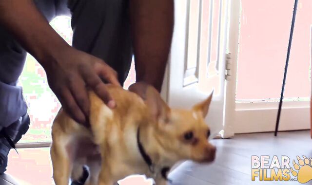 BEARFILMS Ebony Bear Emmett Adorn Barebacks Faggot Peter Butt-Boink-Crevasse