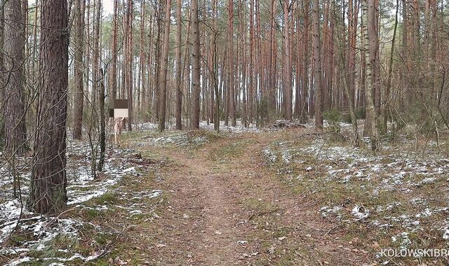 Deviant Exhibitionist: Ambling Thru the Forest in Winter (Smallish Cock) - KolowskiBRO