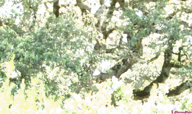 Marcus Mojo: Missionary Mischief in the Studio