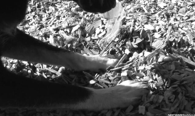 Next Door Homies: Bargaining with a Pulverizing Donk