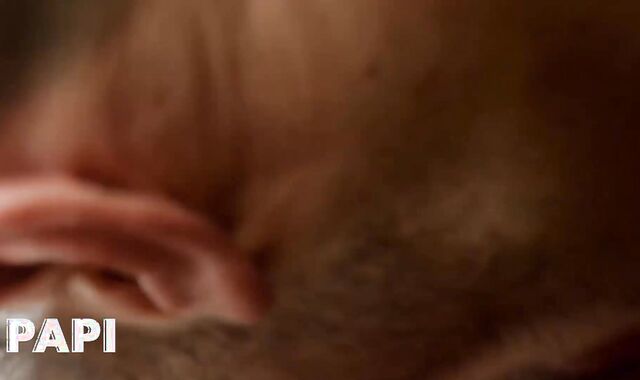 Papi - Jim Gets His Beef Whistle Inhaled By Manny Then Gets His Arse Slurped & Humped Rock Rock-Hard